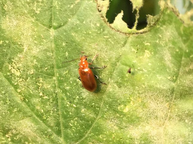 スイカの病気対策と害虫対策