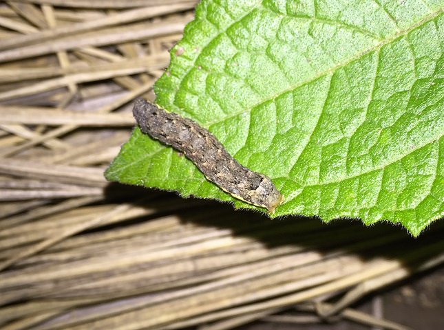 キョウナの害虫対策