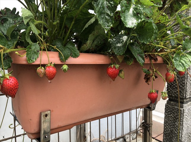 イチゴの栽培と育て方のコツ