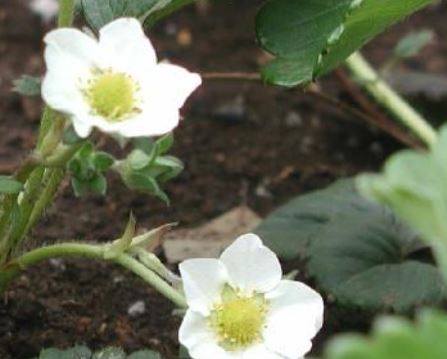 イチゴの花摘みの仕方