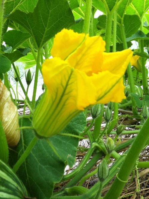 カボチャの雄花と雌花の見分け方