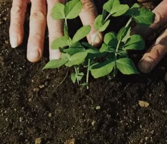 絹さやの植え付け時期