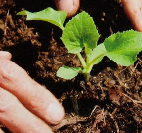 メロンを植える時（定植）のコツ