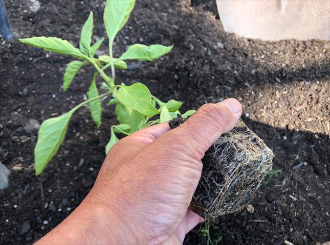 ピーマンの苗を定植する