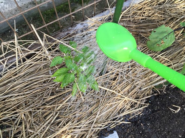 パプリカの水やり頻度（灌水）と与える量