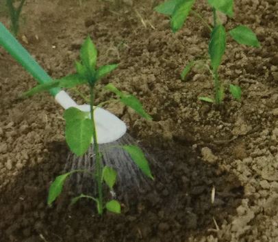 パプリカの水やり頻度（灌水）と与える量