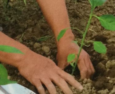 パプリカの植え付け間隔