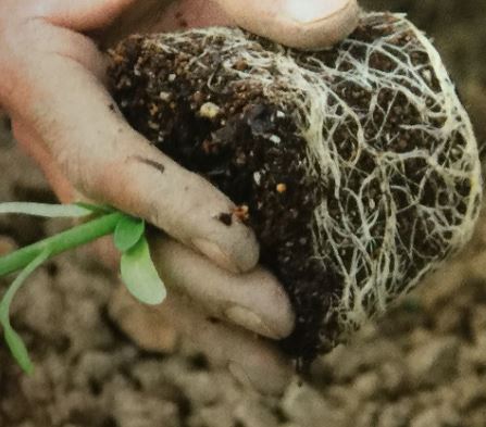 ピーマンの苗を定植する時のコツ