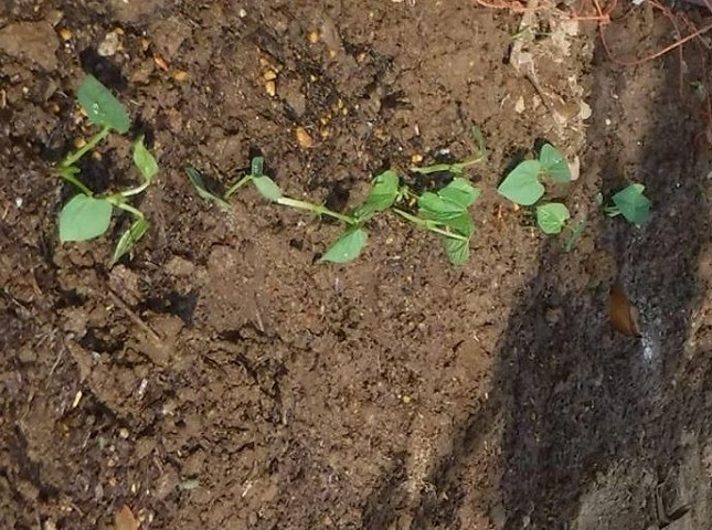 シカクマメの苗の植え付け適期