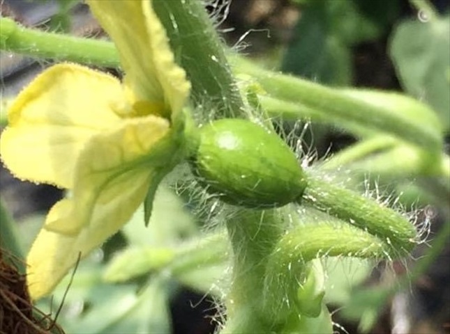 スイカの雄花と雌花の見分け方