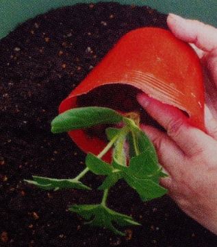 スイカの植え付け方