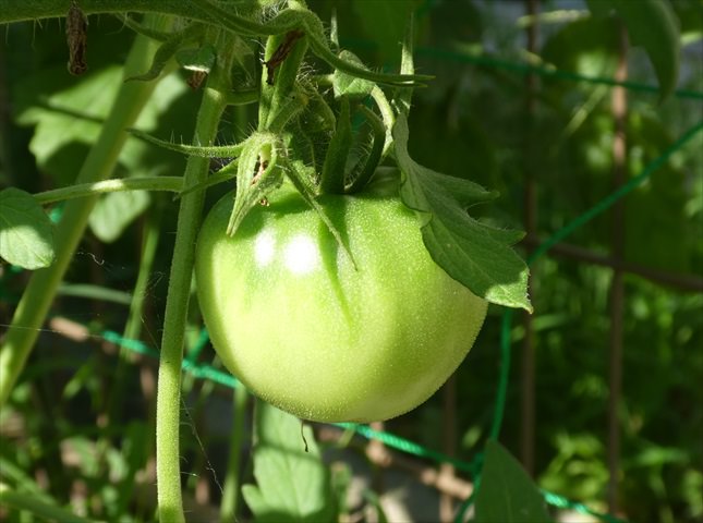 トマト育て方まとめ