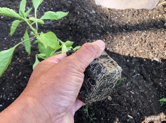 トウガラシの苗の植え付け