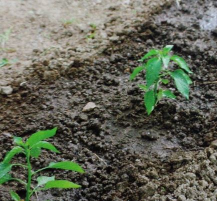 トウガラシの植え付けの間隔