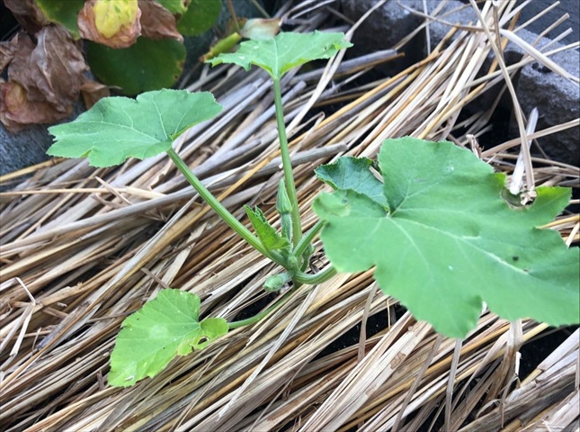 ズッキーニの苗の植え付け方