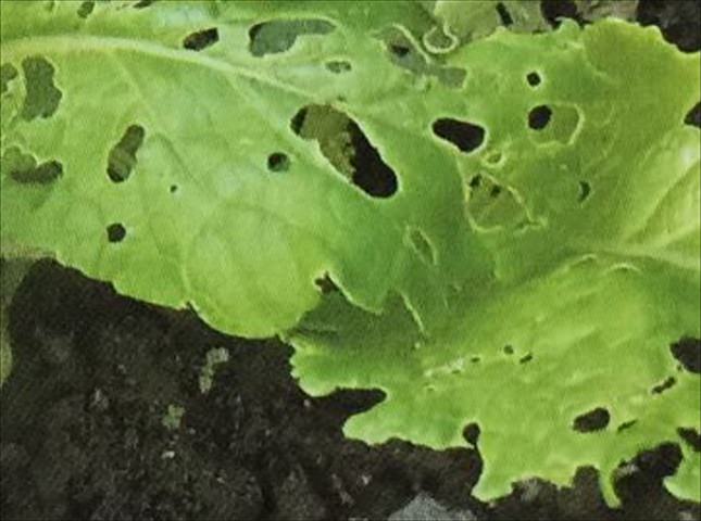 カブに発生する害虫対策