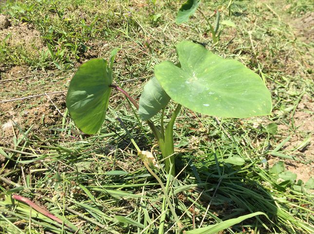 サトイモの乾燥防止（敷き藁）