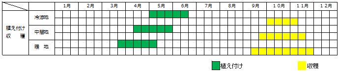 サトイモ栽培カレンダー