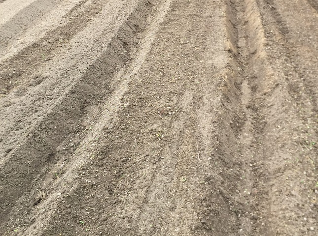ハクサイの露地栽培の土作り