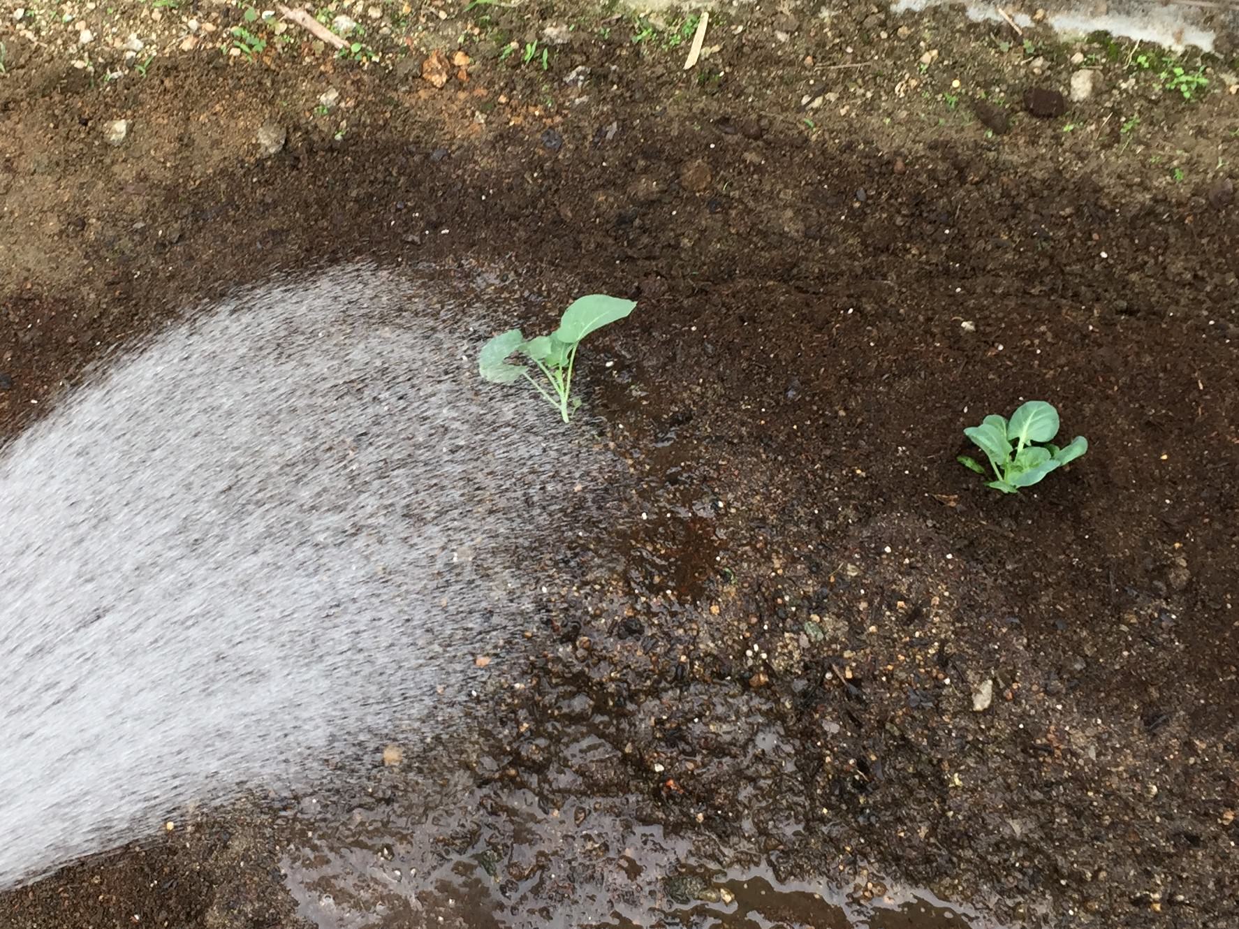 ブロッコリーの水やりの量とタイミング（頻度）