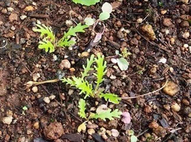 カラシナの苗の植え付け方