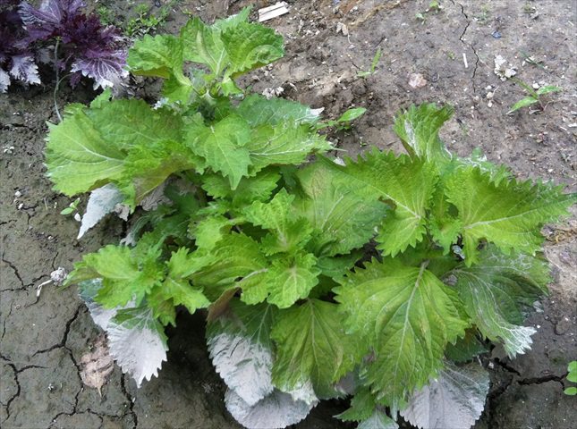 シソの植え付け間隔