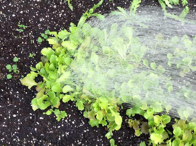 サニーレタスの水やり方法