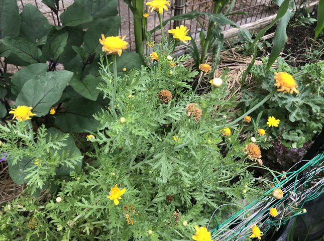 シュンギクの花が咲いたら