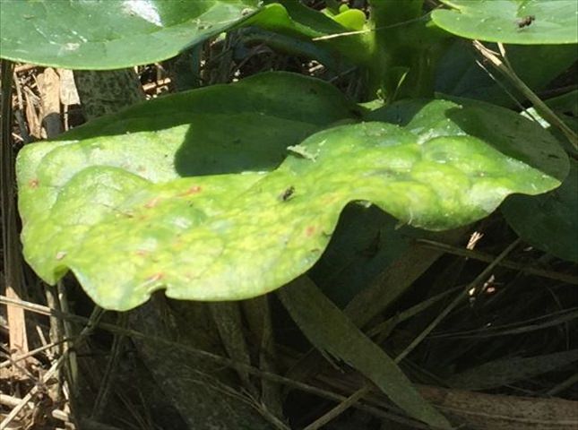 ツルムラサキに発生する病気対策