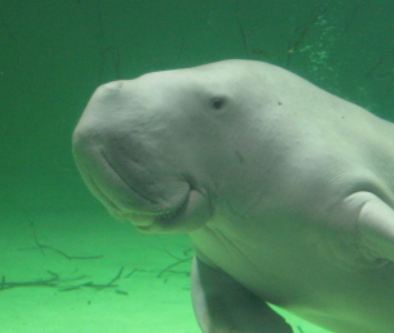 ジュゴンとマナティーの違い