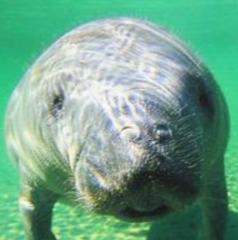 ジュゴンとマナティーの見分け方